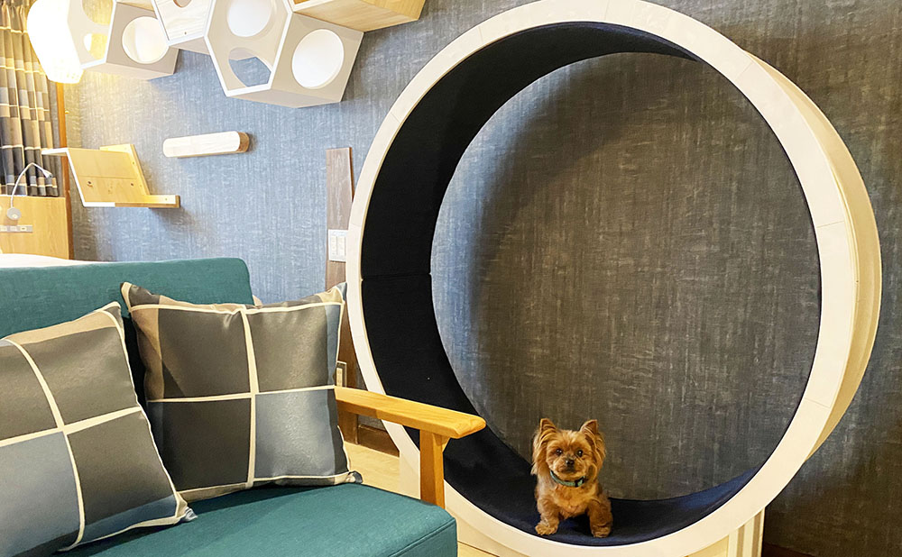 【静岡県】わんにゃんルーム（キャットウォーク、ペットランニングマシーン付き）