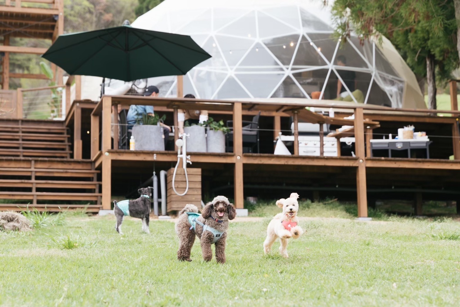 【兵庫県】全室に完全プライベートの大型ドッグランを完備