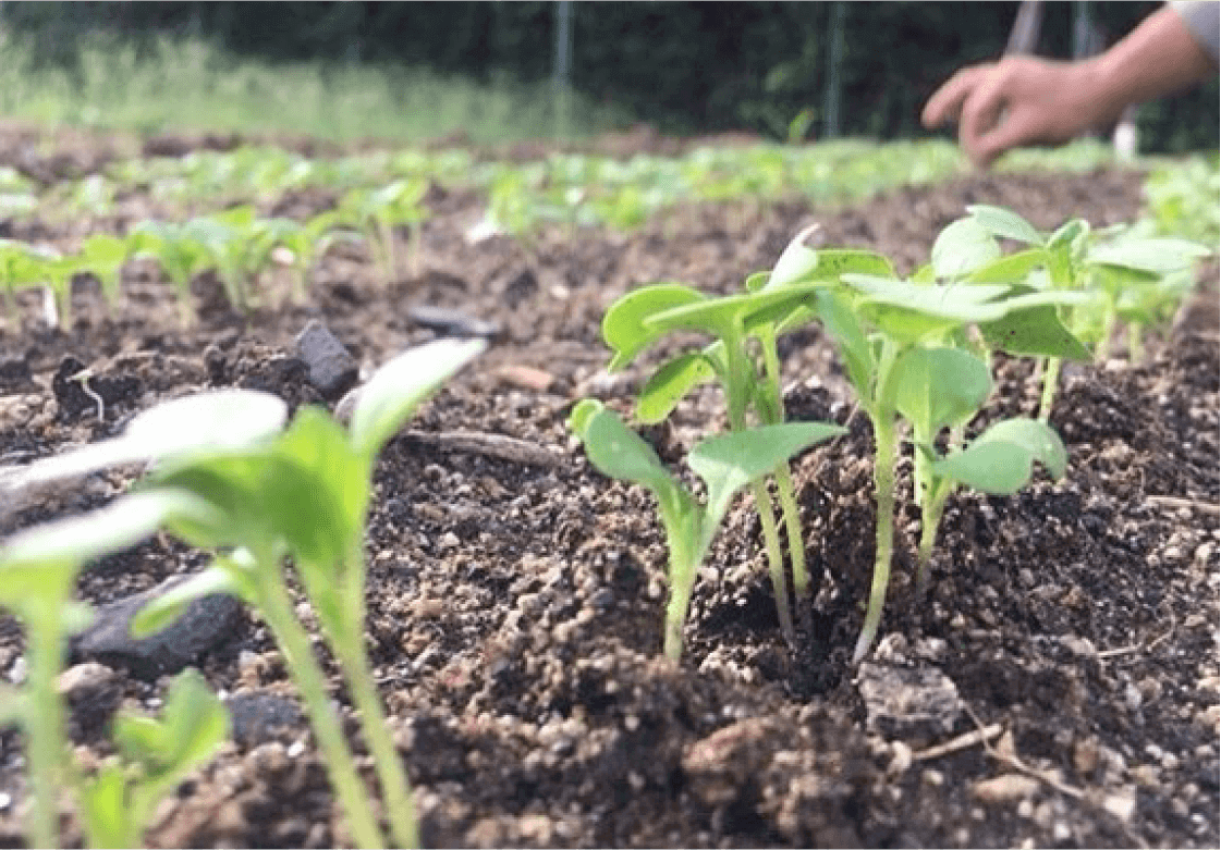 【大阪府】【貸し農園】安穏農園なら本格的な農園気分を味わえ、じっくり野菜づくりに取り組めます