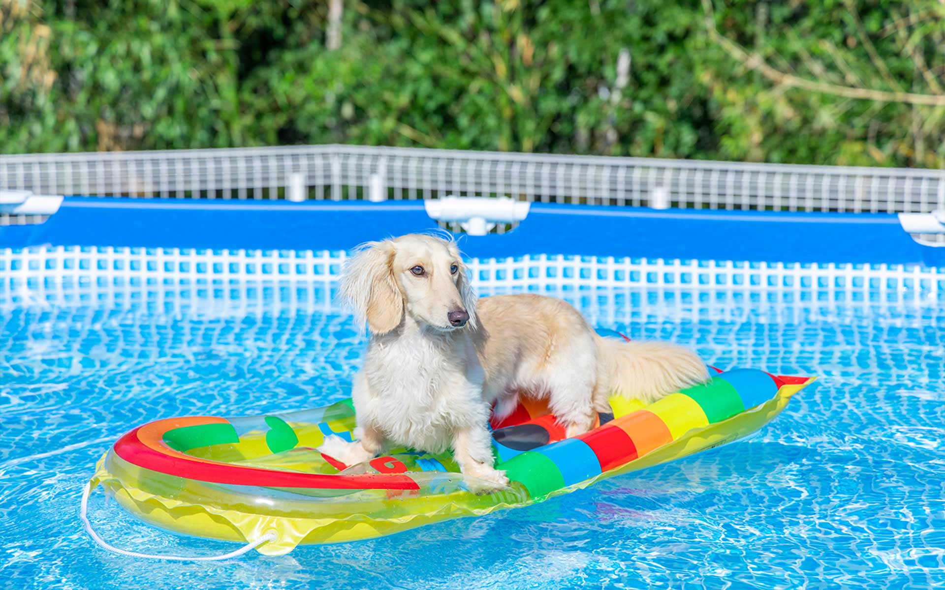 【和歌山県】全国でもここだけ！？ドッグアクティビティ