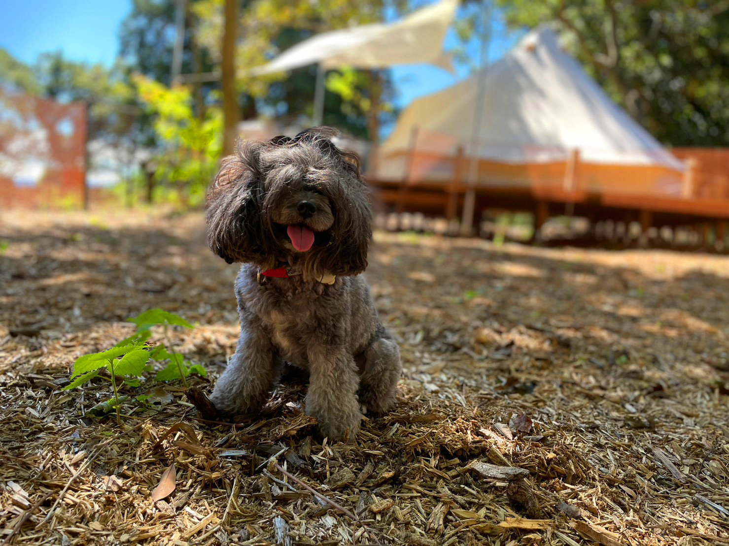 【神奈川県】プライベートドッグラン付きテント
