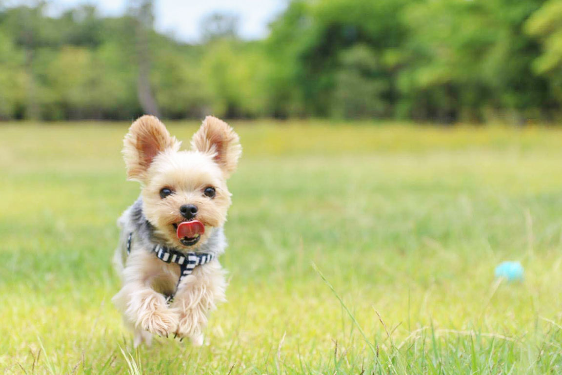 【関西_兵庫県】待望の愛犬と過ごせるお部屋が登場しました！広いプライベートドッグランでわんちゃん大喜び