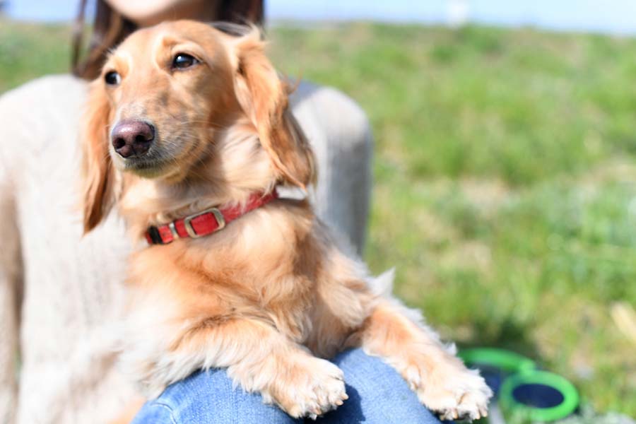 【関西_兵庫県】犬種制限なし！頭数制限なし！ 愛犬家に嬉しいドッグファーストなヴィラ