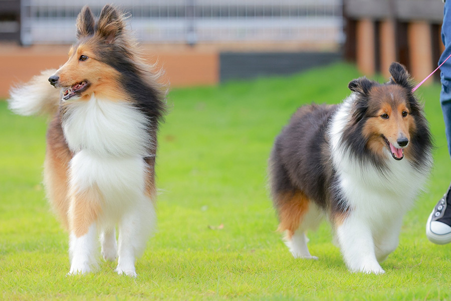 【北関東_茨城県】ペットフレンドリーな客室には、ワンちゃんが思い切り走り回れる専用のドッグランを完備。