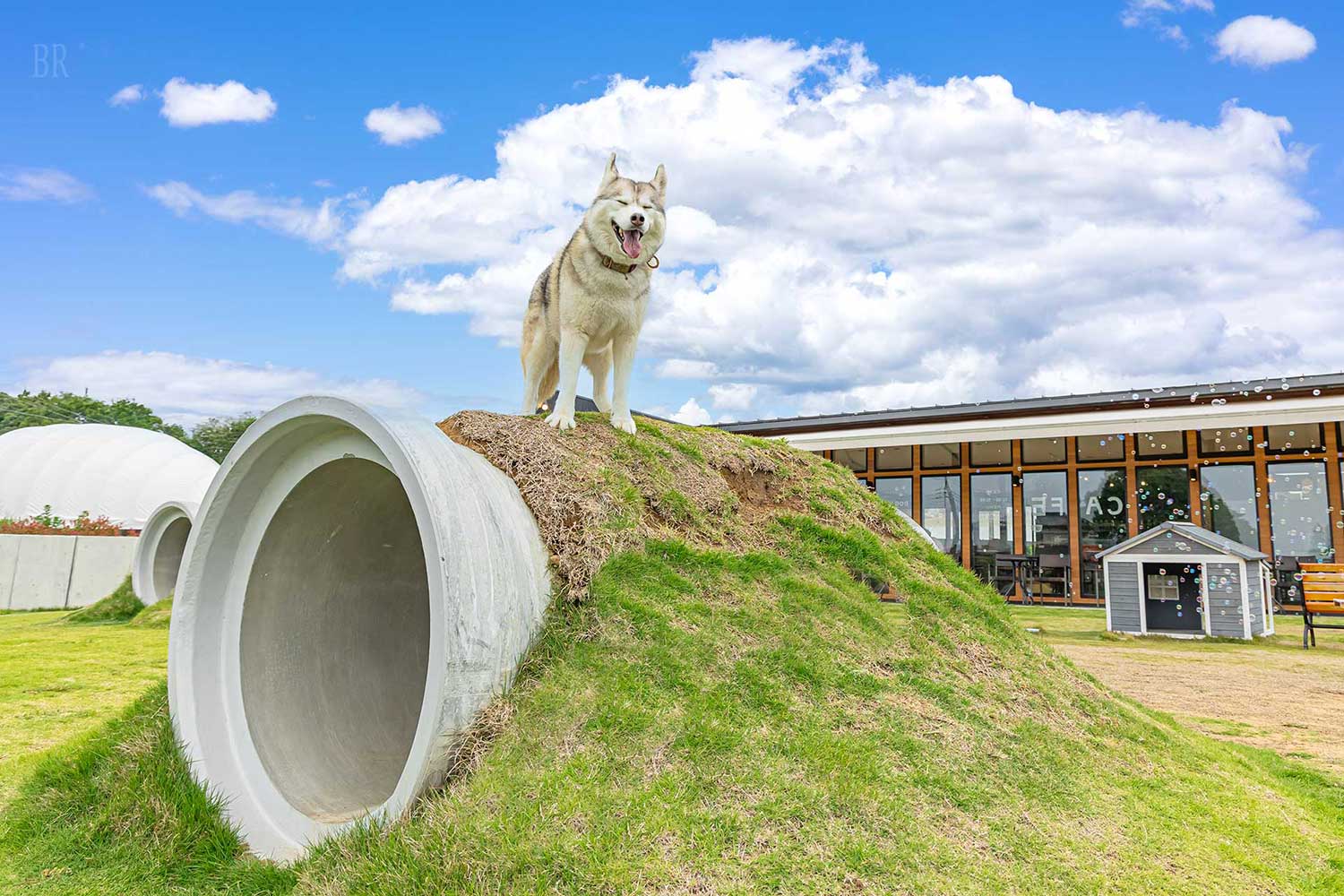 【北関東_茨城県】関東エリア最大級 複合型ドッグリゾート