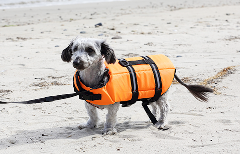 【関西_京都府】ワンちゃんのレンタル用品も取り揃えています