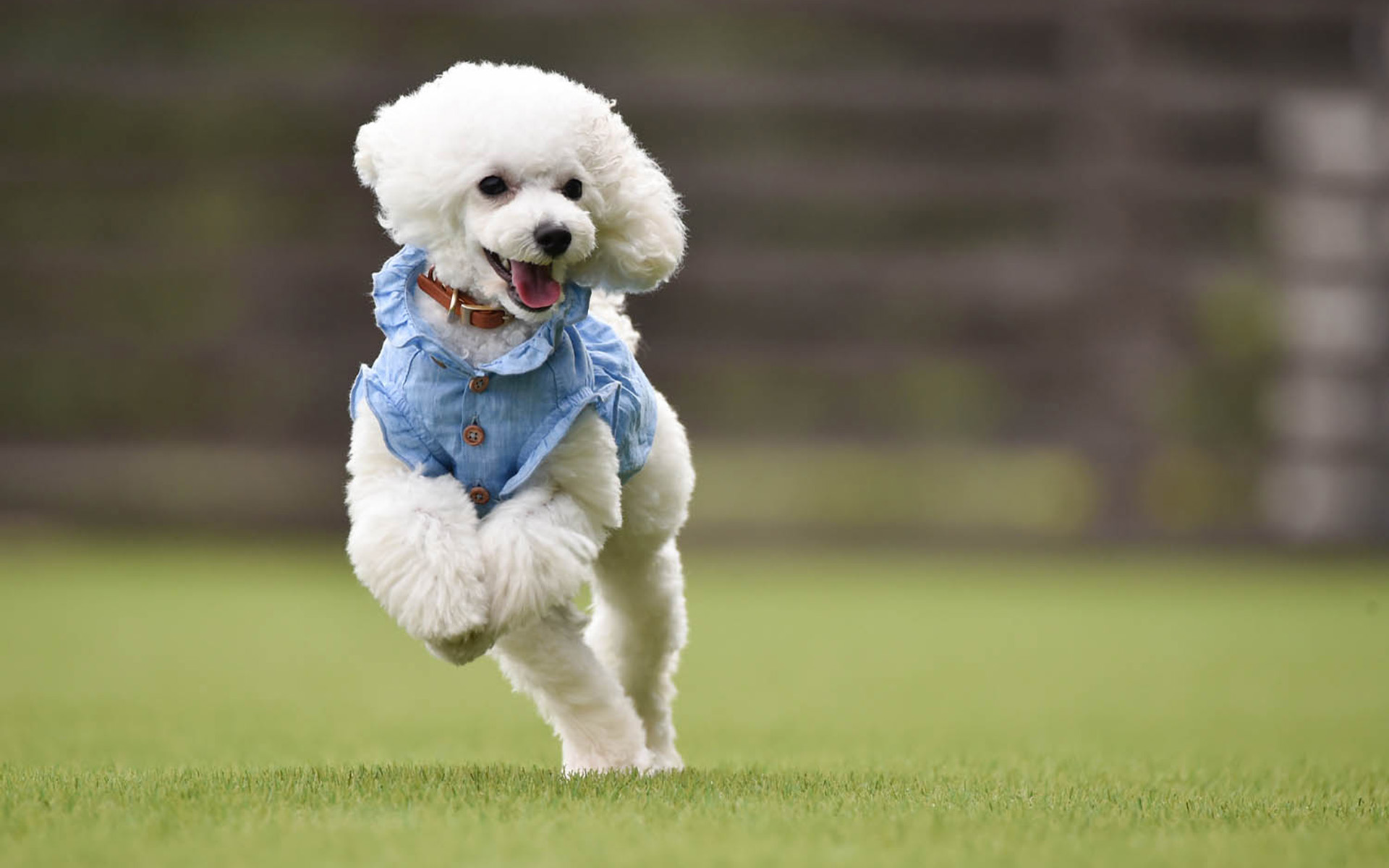 【関西_京都府】誰にも邪魔されない空間 120㎡以上のプライベートドッグラン