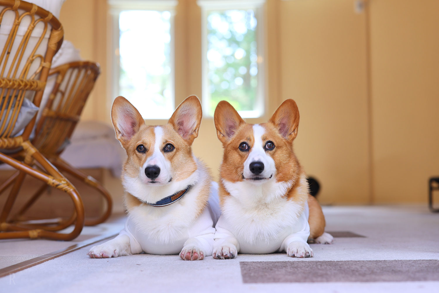 【甲信越_山梨県】1⽇7組限定ペットフレンドリーな施設