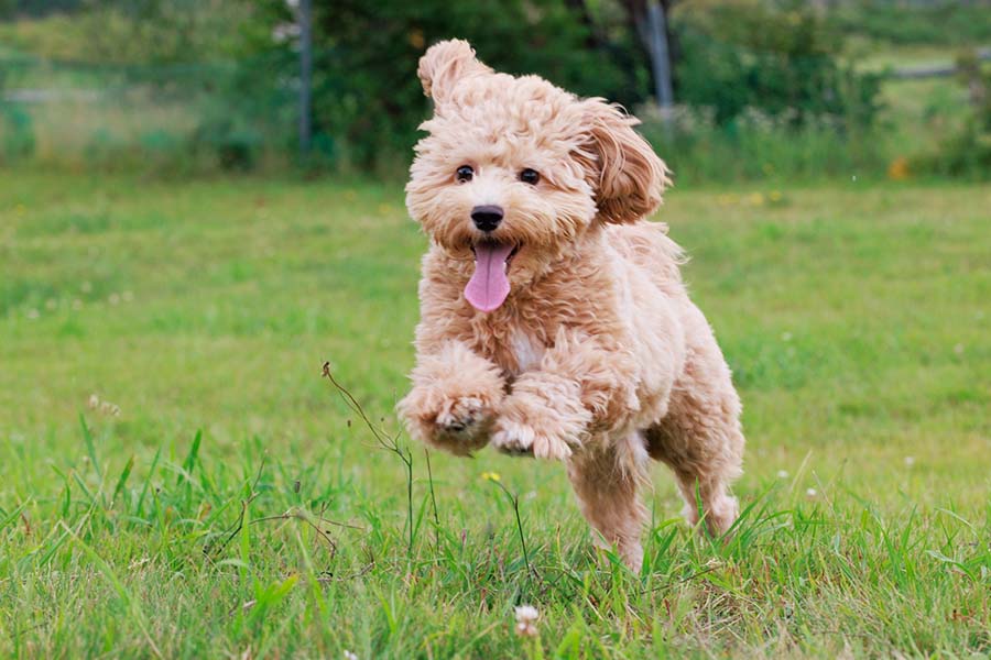 【甲信越_長野県】愛犬と一緒に楽しむグランピング 専用ドッグラン付プライベートキャビン