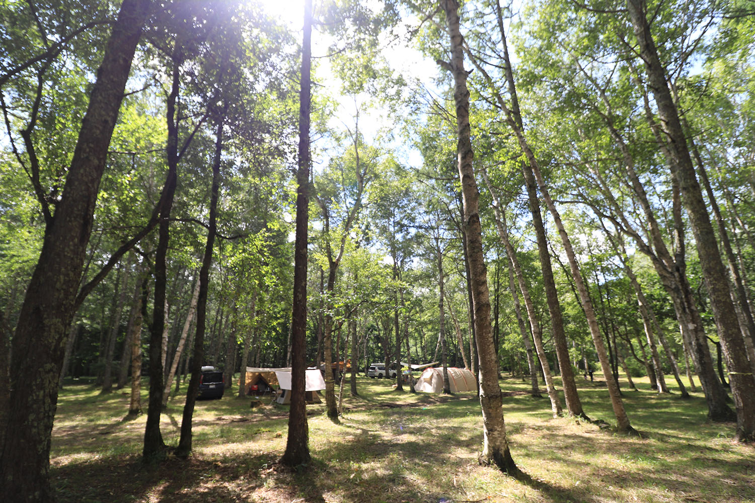 【甲信越_長野県】姫木平ホワイトバーチキャンプフィールド 