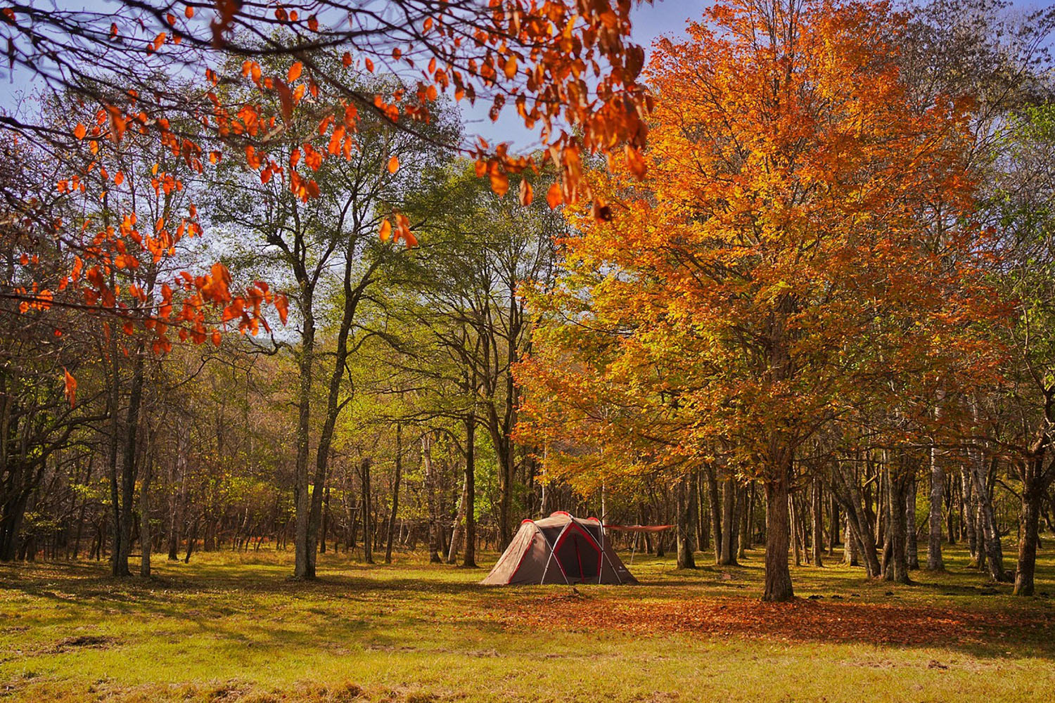 【甲信越_長野県】星空の見える草原エリアと林間エリアのあるフリーサイト