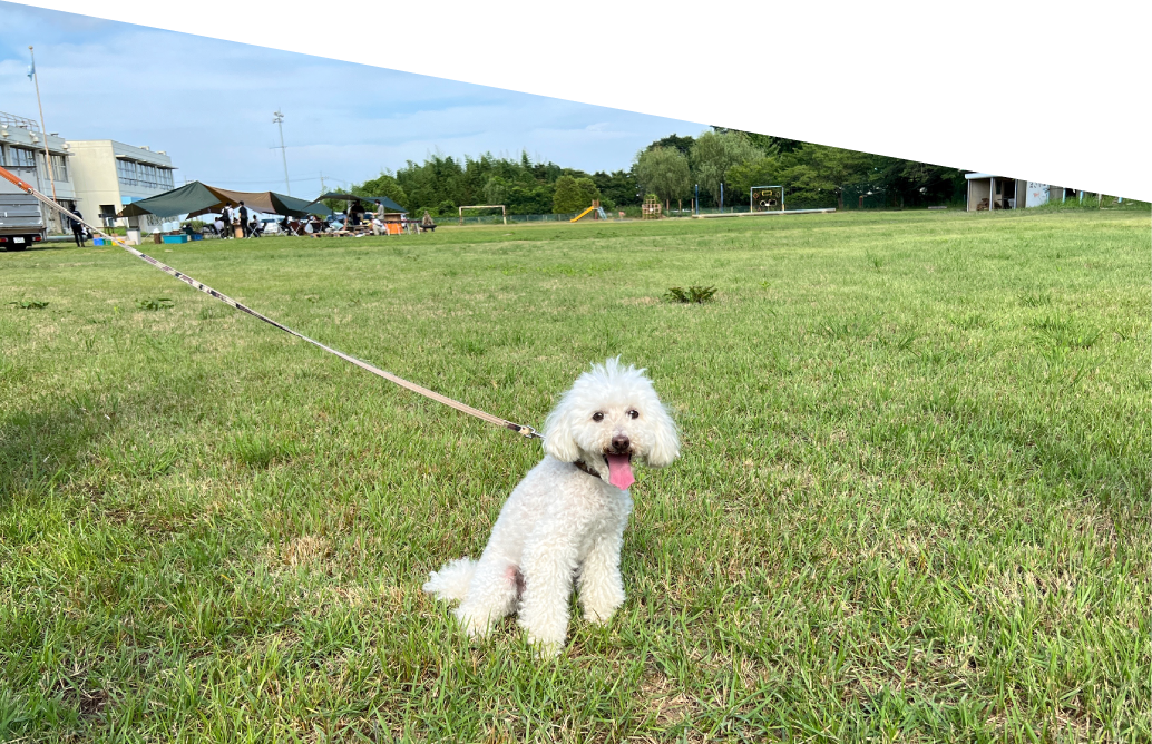 【北関東_茨城県】ペット同伴可能なサイト、小型犬専用と中・大型犬専用のドッグランもあります