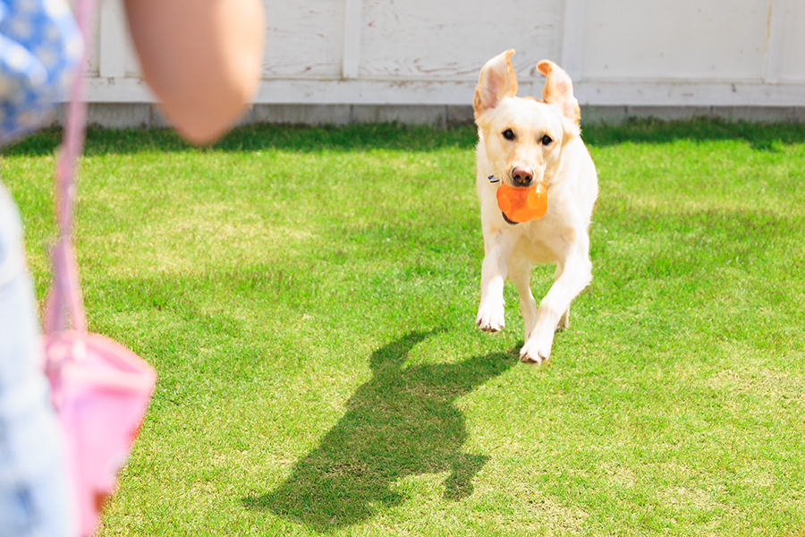 【関西_滋賀県】愛犬家のご要望にお応えした プライベートドッグラン